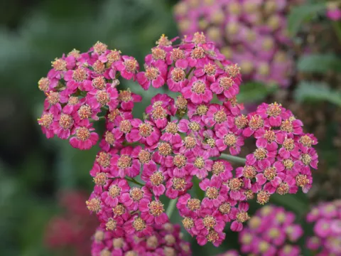 Achillea millefolium 'Red Velvet'