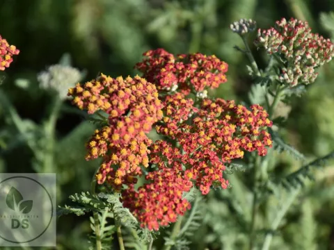 Achillea hybr. 'Safran'