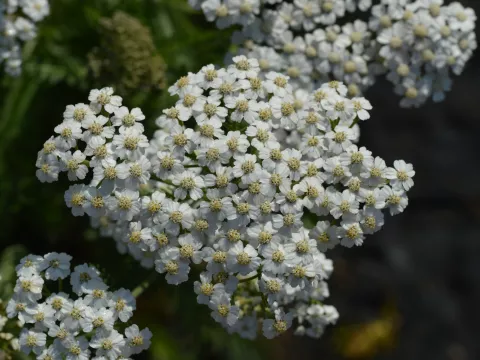 Achillea millefolium 'Schneetaler'
