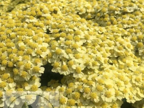Achillea millefolium 'Sunny Seduction'
