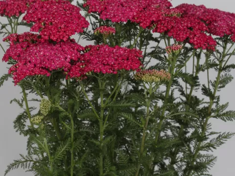 Achillea millefolium 'Saucy Seduction'