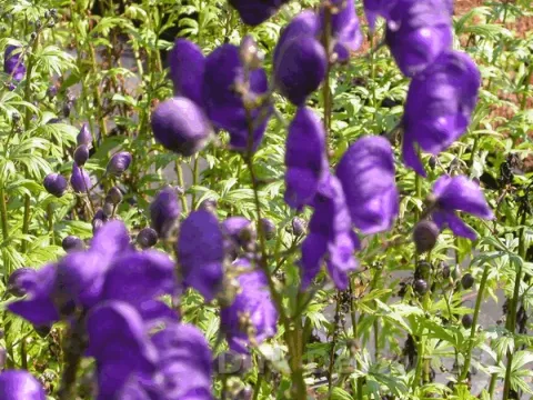 Aconitum henryi 'Spark's Variety'