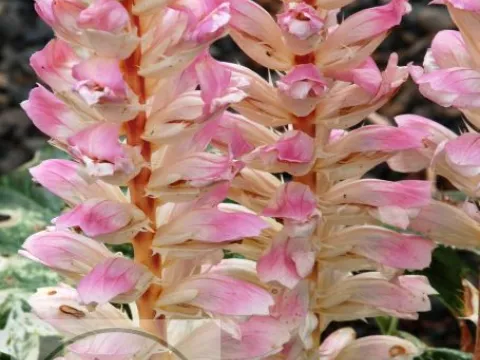 Acanthus mollis 'Tasmanian Angel'