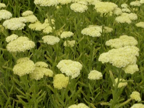 Achillea hybr. 'Taygetea'
