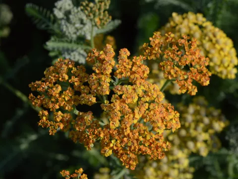 Achillea millefolium 'Terracotta'