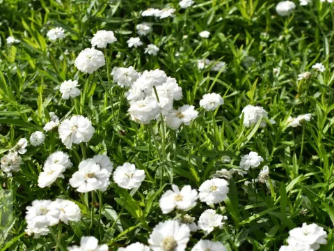 Achillea ptarm. 'The Pearl'