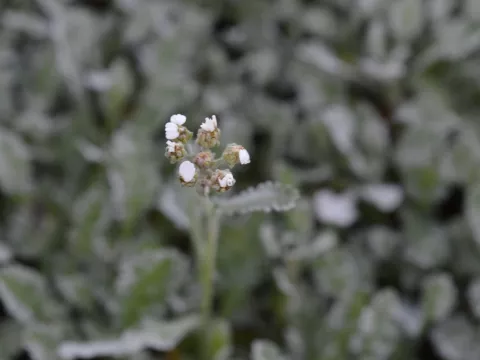 Achillea umbellata