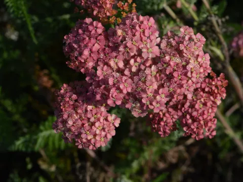 Achillea millefolium 'Wesersandstein'
