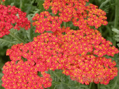 Achillea millefolium 'Walter Funcke'