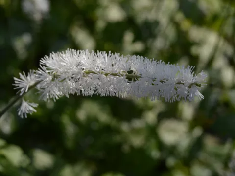 Actaea simplex 'White Pearl'