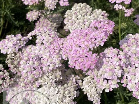 Achillea millefolium 'Wonderful Wampee'