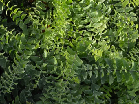 Adiantum pedatum 'Imbricatum'