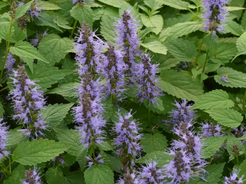 Agastache hybr. 'After Eight'