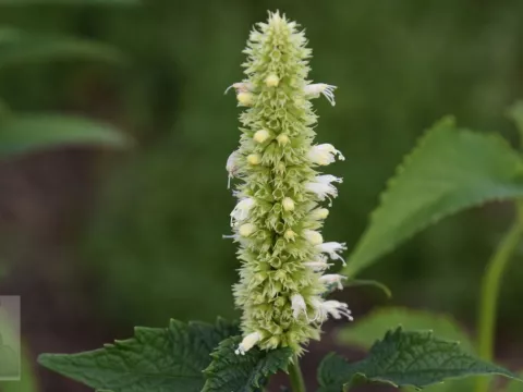 Agastache rugosa 'Alabaster'