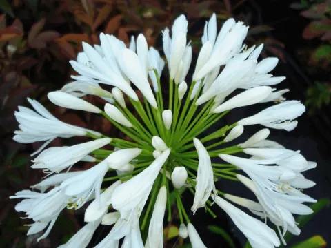 Agapanthus africanus 'Albus'