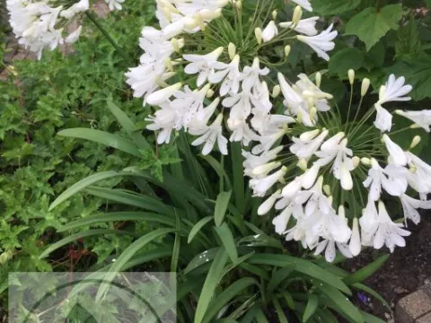 Agapanthus 'Arctic Star'
