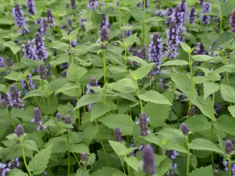 Agastache hybr. 'Black Adder'