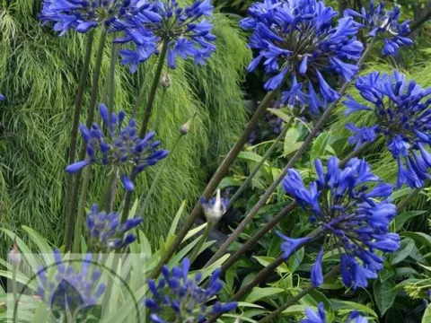 Agapanthus 'Brilliant Blue'