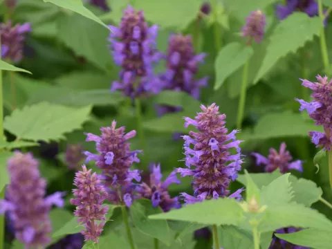 Agastache hybr. 'Blue Boa'