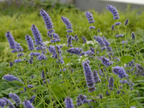 Agastache hybr. 'Blue Fortune'