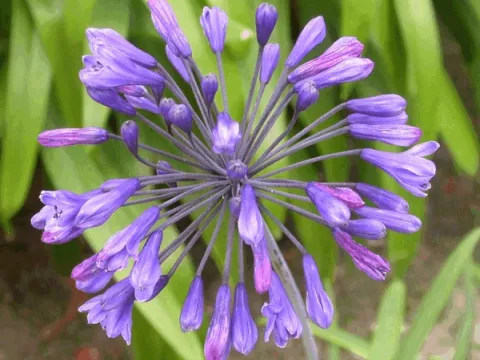 Agapanthus 'Blue Triumphator'