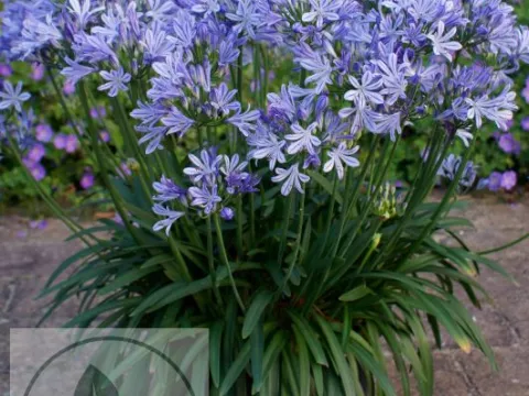 Agapanthus 'Charlotte'