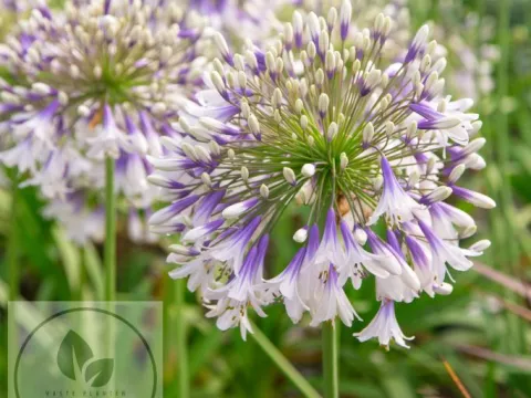 Agapanthus 'Fireworks'