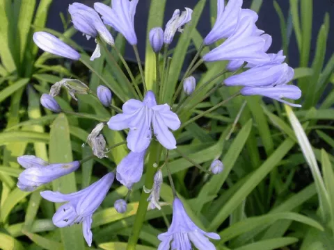 Agapanthus 'Headborne Hybr. Blue'