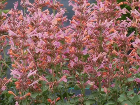 Agastache hybr. 'Kudos Ambrosia'