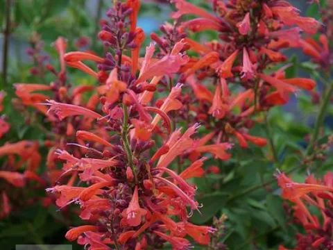 Agastache hybr. 'Kudos Coral'