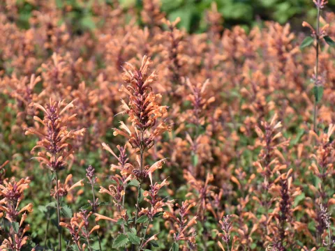Agastache hybr. 'Kudos Mandarin'