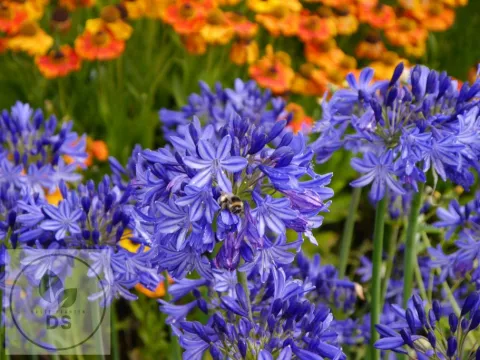 Agapanthus 'Northern Star' PBR