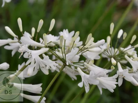 Agapanthus 'Polar Ice'