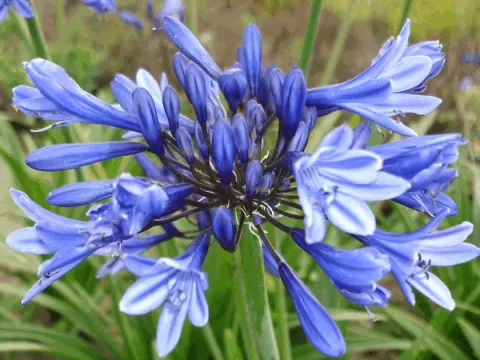 Agapanthus 'Peter Pan'