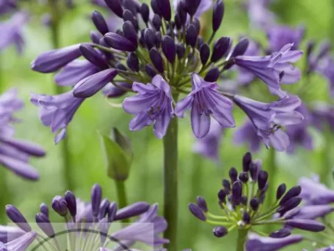 Agapanthus 'Poppin Purple'