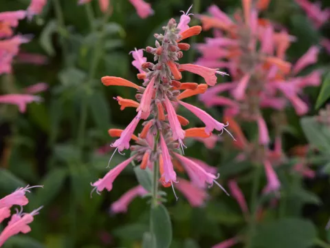 Agastache barberi 'Tangerine Dream'