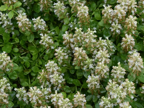 Ajuga reptans 'Alba'