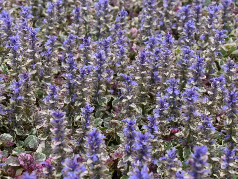 Ajuga reptans 'Burgundy Glow'