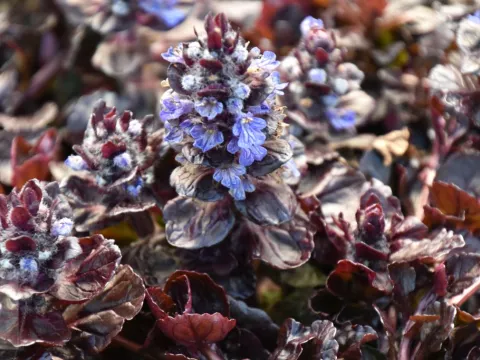 Ajuga reptans 'Black Scallop'