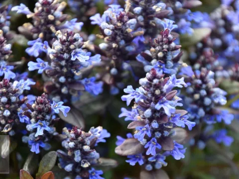 Ajuga tenori 'Chocolate Chip' (Valfredda)