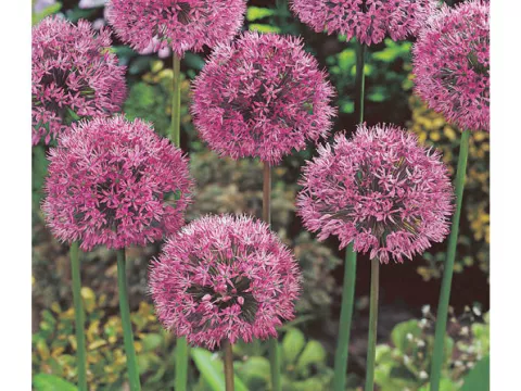 Allium 'Aflatunense' (Hollandicum)