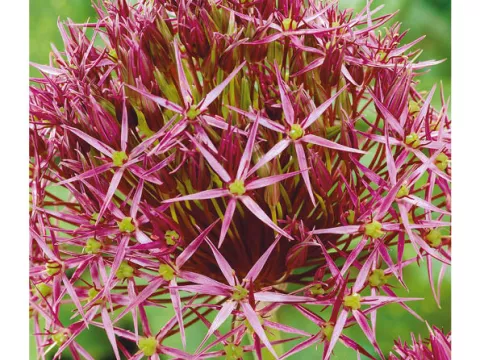 Allium 'Albopilosum' (christophii)