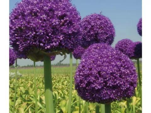 Allium 'Ambassador'