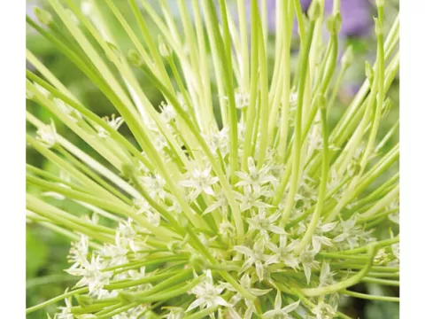 Allium schubertii 'Artic Snow'