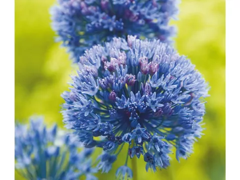Allium 'Caeruleum' (azureum)
