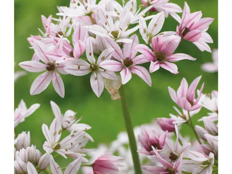Allium 'Cameleon'