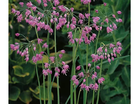 Allium cernum