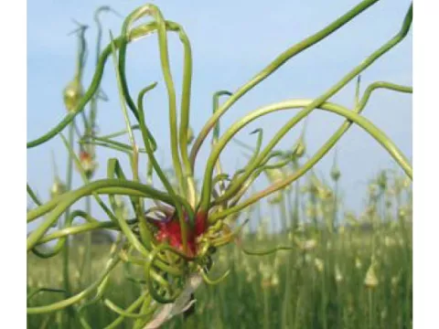 Allium vineale 'Dready'