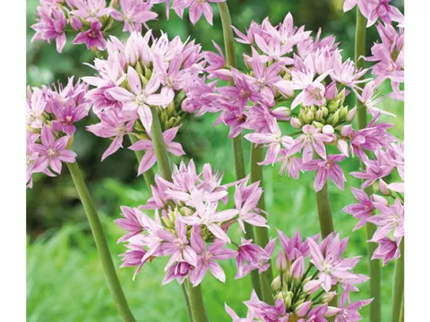 Allium unifolium 'Eros'