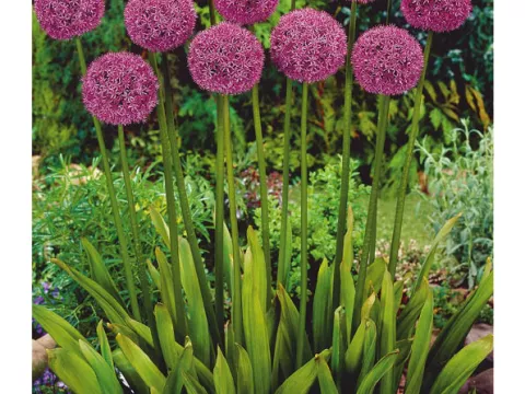 Allium 'Gladiator'